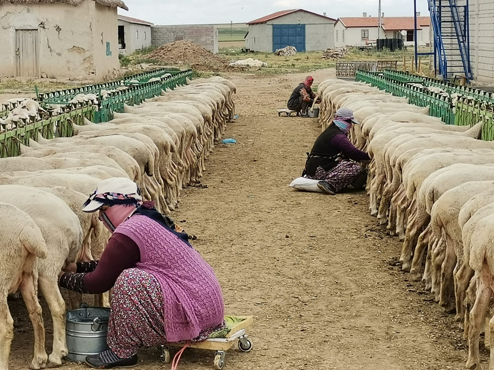 ÇİĞ SÜT DESTEKLEMESİ
